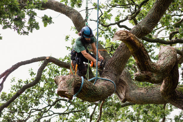 Best Stump Grinding and Removal  in Mount Hope, WV