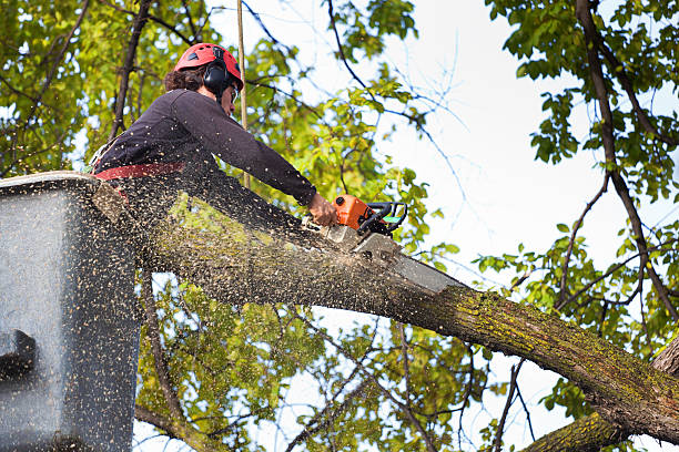 Best Stump Grinding and Removal  in Mount Hope, WV