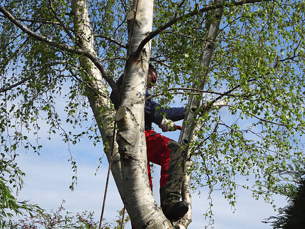 Best Leaf Removal  in Mount Hope, WV